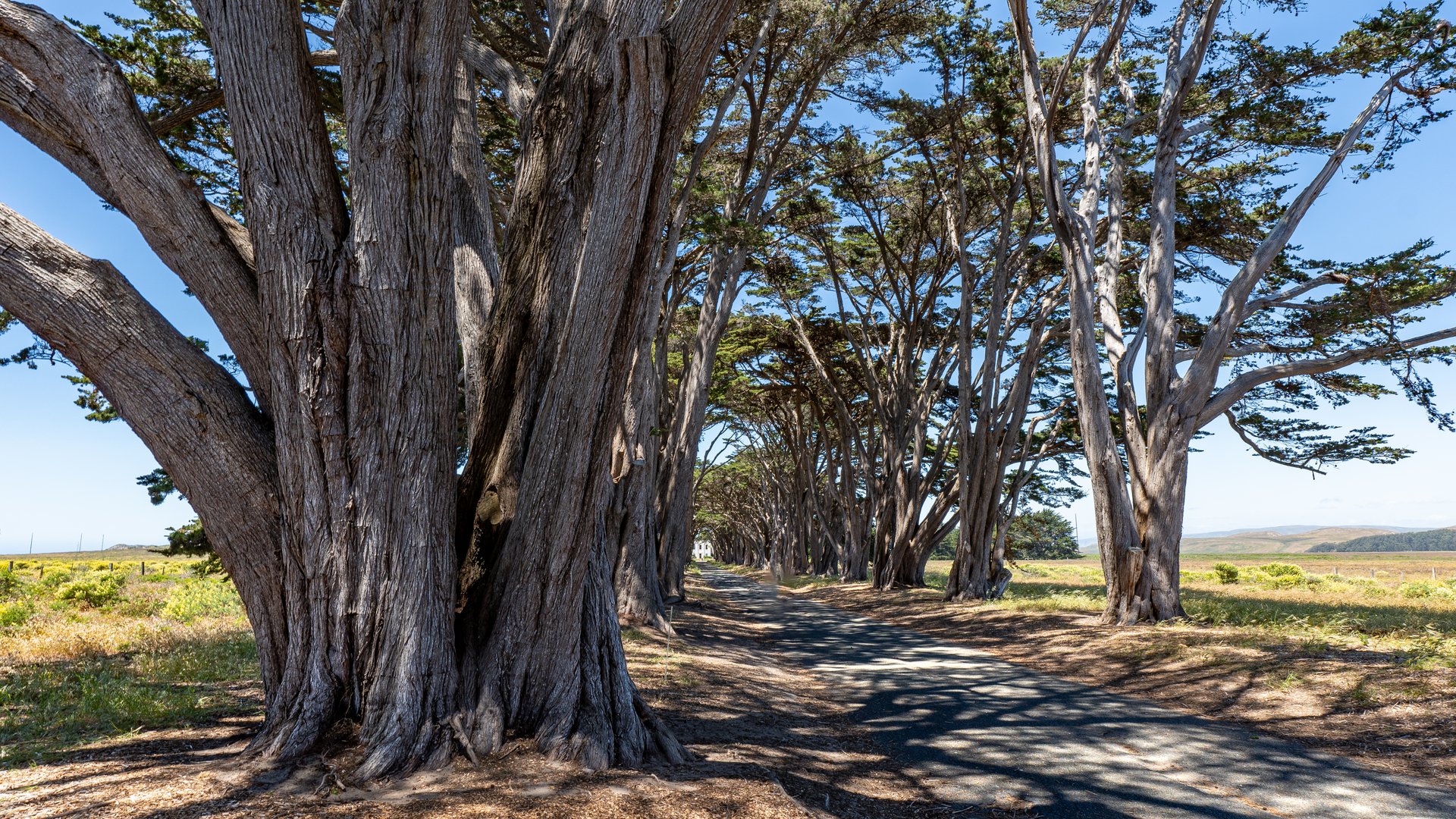 Cypress Tree Tunnel in Point Reyes National Park