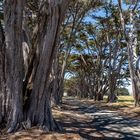 Cypress Tree Tunnel in Point Reyes National Park