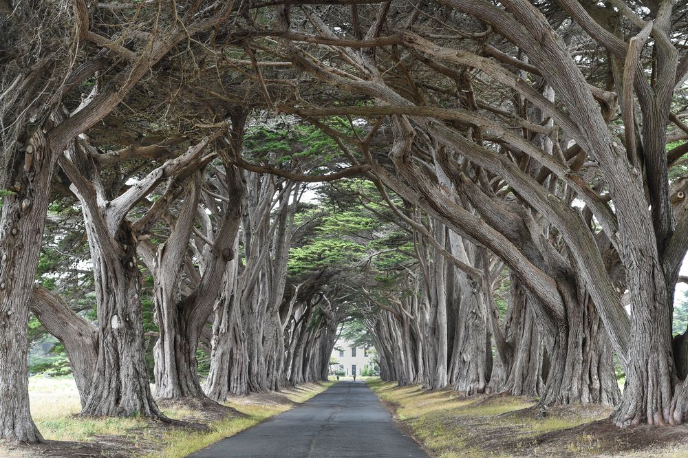 Cypress Tree Tunnel  . Petaluma Kalifornia DSC_5373-2