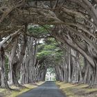 Cypress Tree Tunnel  . Petaluma Kalifornia DSC_5373-2