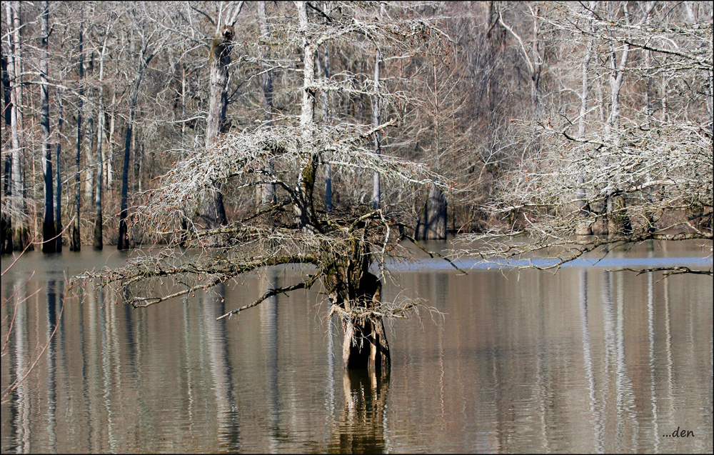 Cypress Trees....