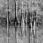 Cypress Trees in October.....