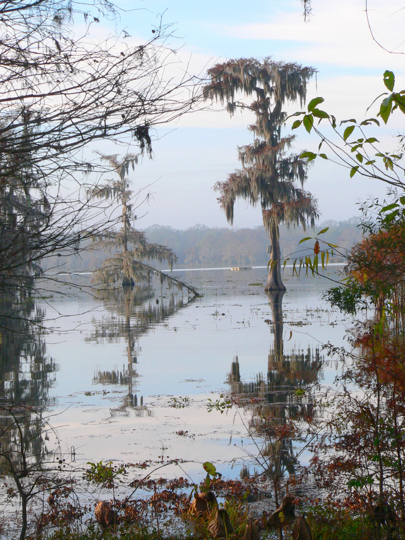 Cypress Trees On Lake Martin