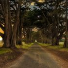 CYPRESS TUNNEL - INVERNESS CA