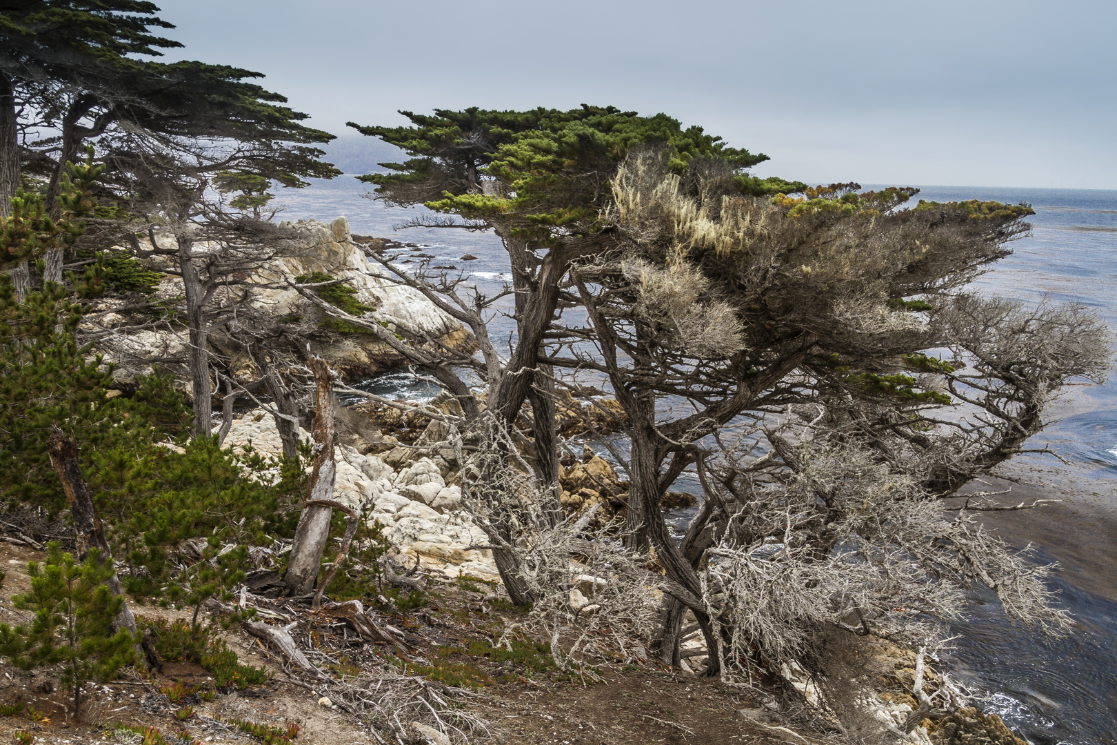 Cypressen am Pebble Beach