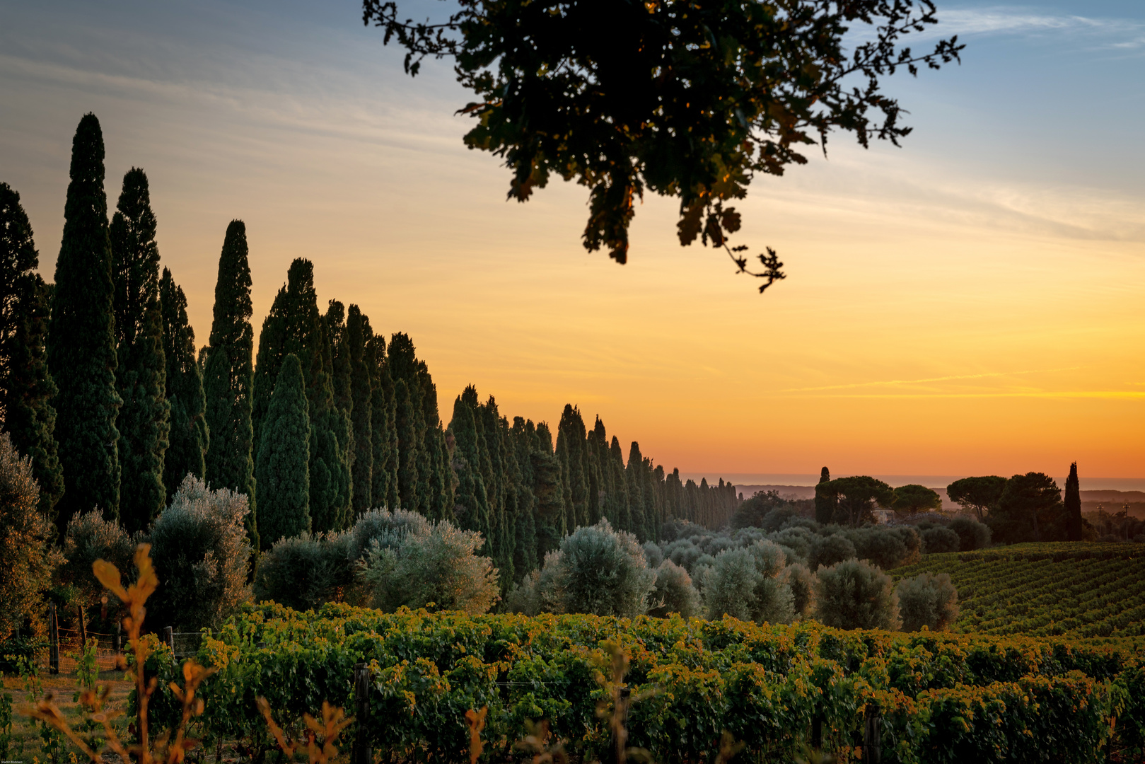 Cypressen Strasse bei Bolgheri (Toskana) 