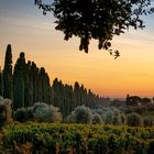 Cypressen Strasse bei Bolgheri (Toskana) 