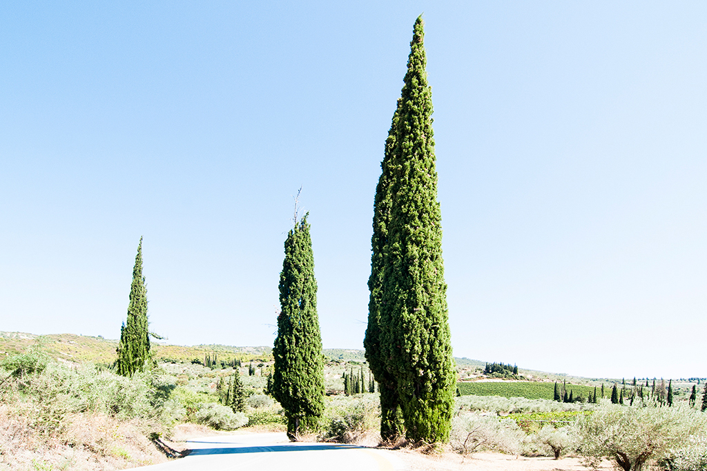 Cypresses by Nemea on Peloponnese