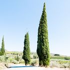 Cypresses by Nemea on Peloponnese