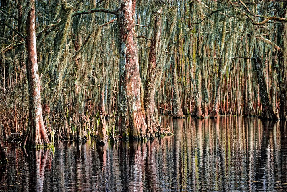 Cypresses