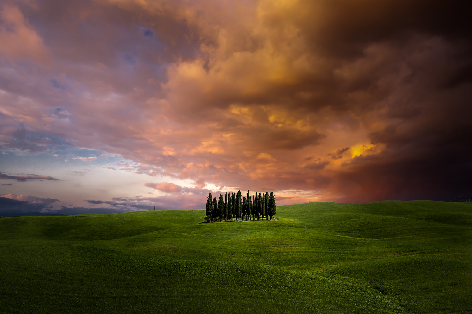 Cypresses in a Tuscan meadow.WB