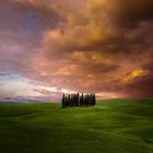 Cypresses in a Tuscan meadow.WB