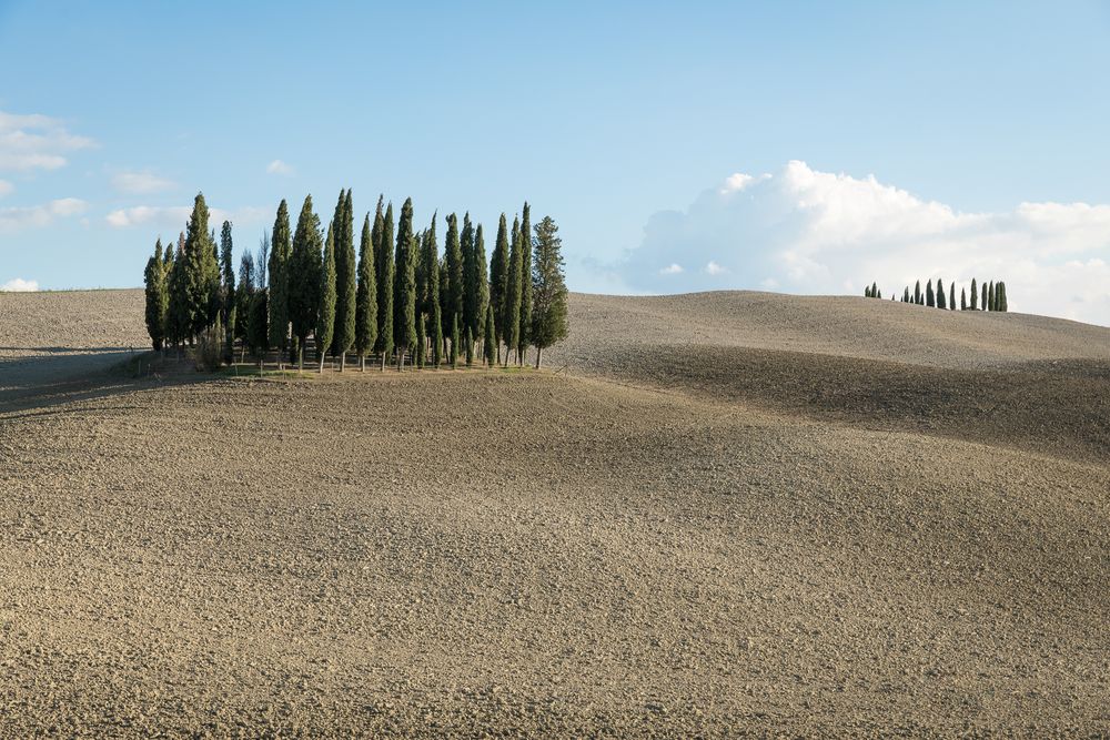 Cypresses, San Quirico d‘Orcia