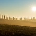 Cypresses, Ville di Corsano