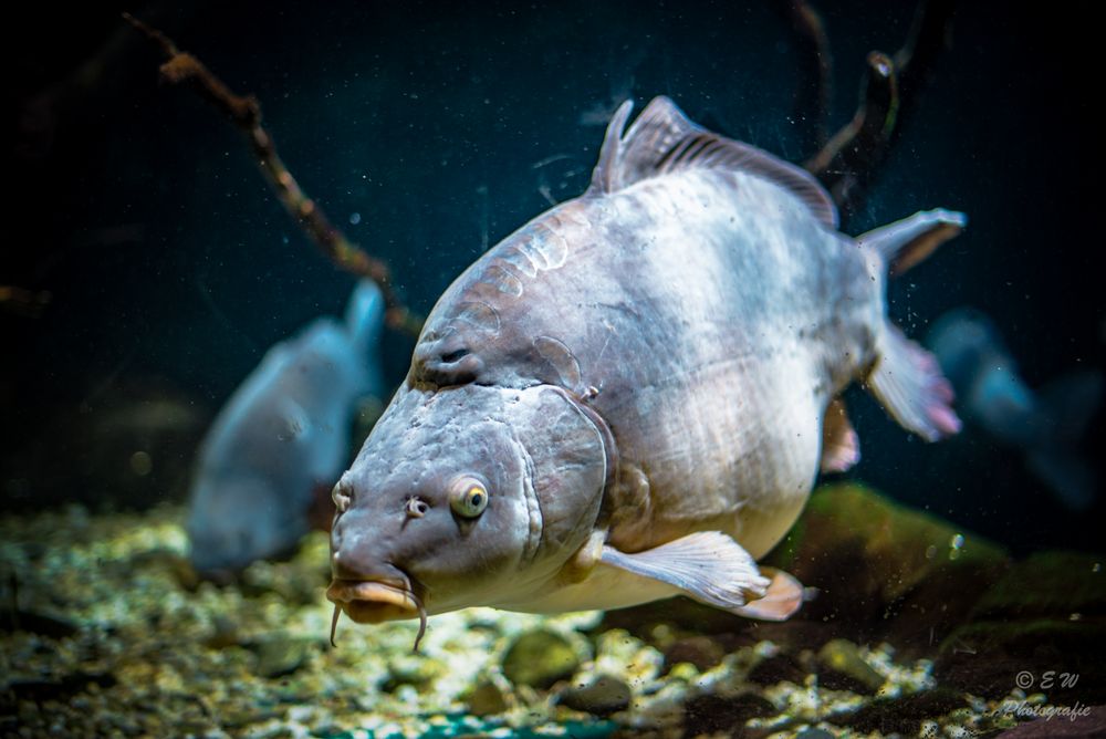 Cyprinus Foto & Bild tiere, zoo, wildpark & falknerei, zoo fische