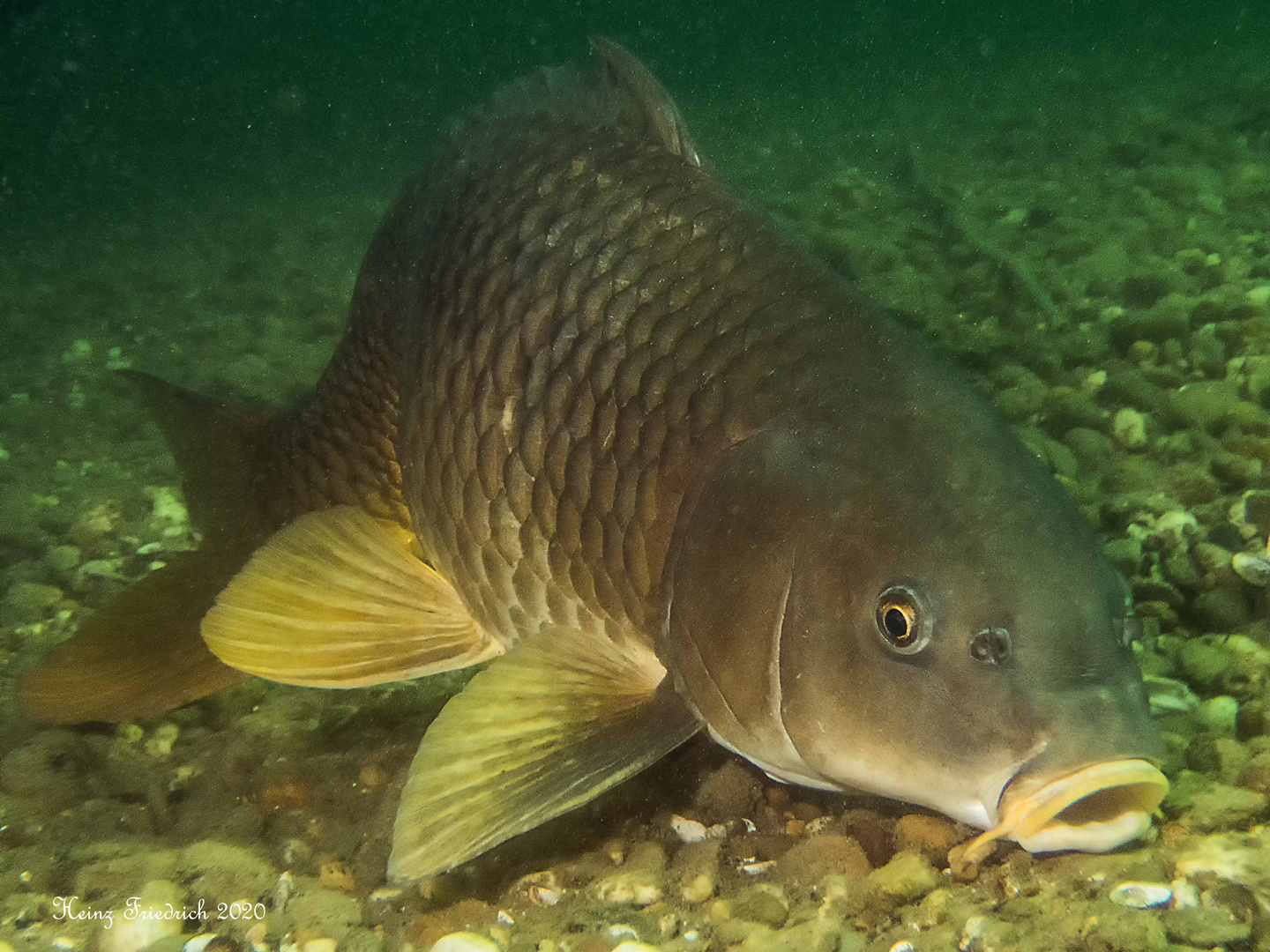 Cyprinus carpio