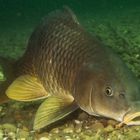 Cyprinus carpio