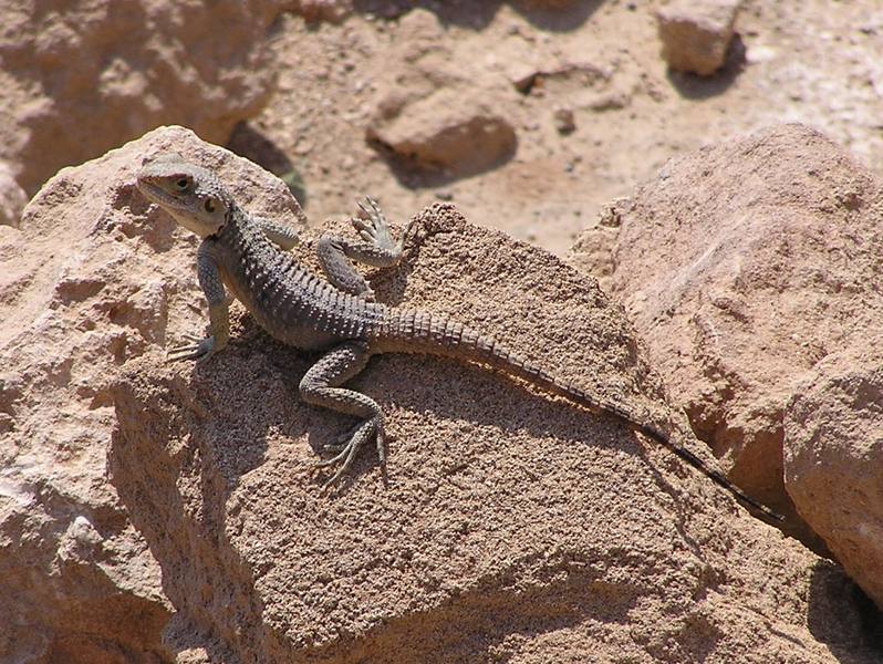 Cypriotic wildlife