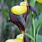 Cypripedium