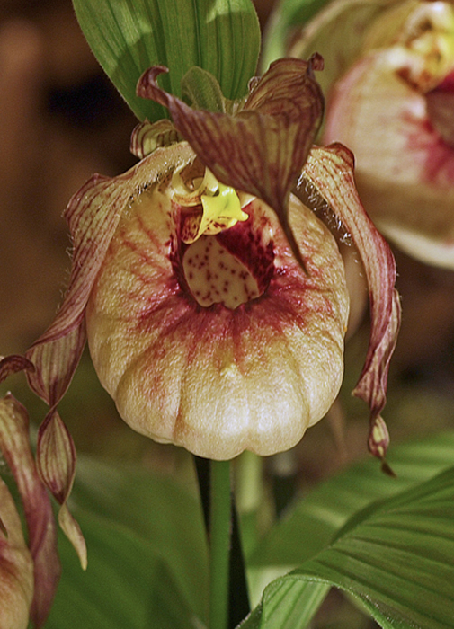 Cypripedium Achim