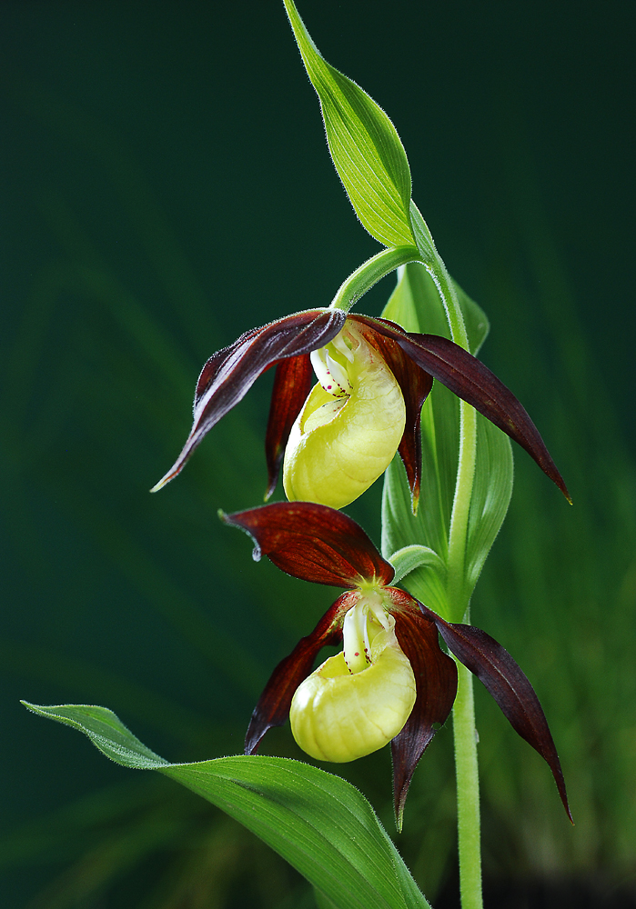 Cypripedium calceolus