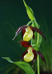 Cypripedium calceolus