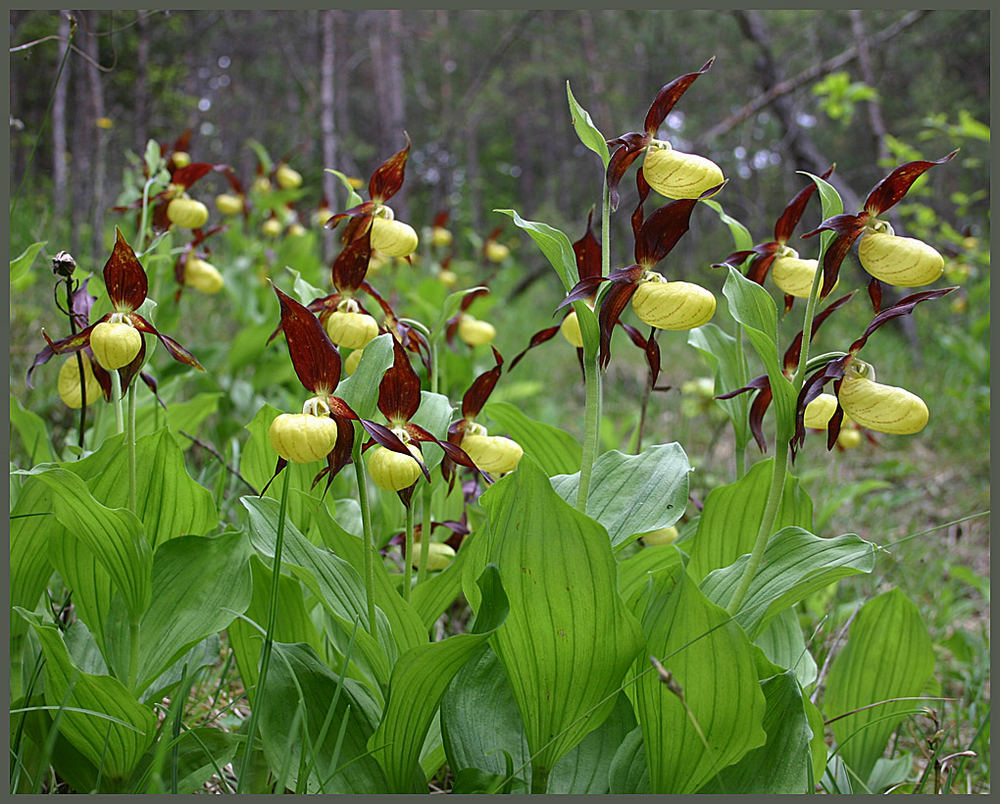 Cypripédium calcéolus