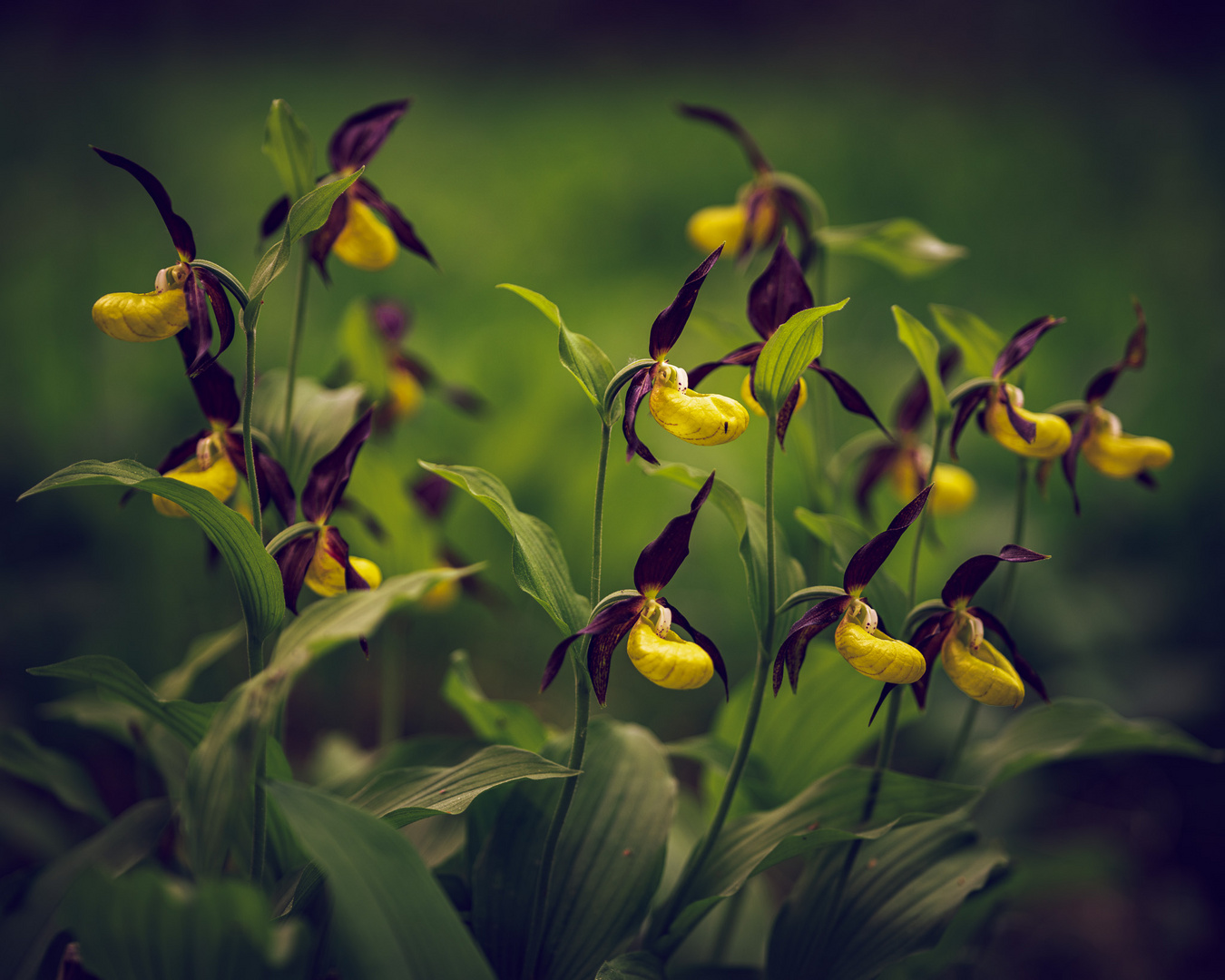 Cypripedium calceolus