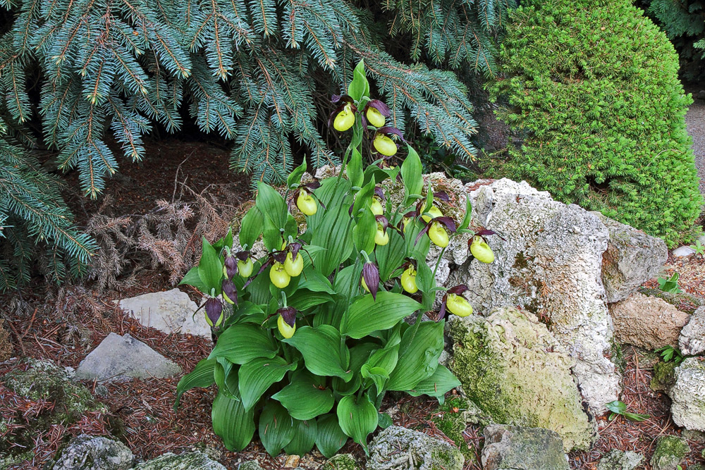 Cypripedium calceolus