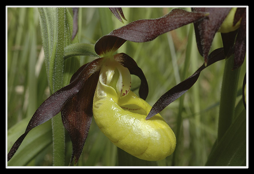 Cypripedium calceolus