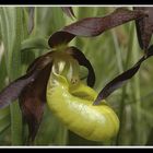 Cypripedium calceolus