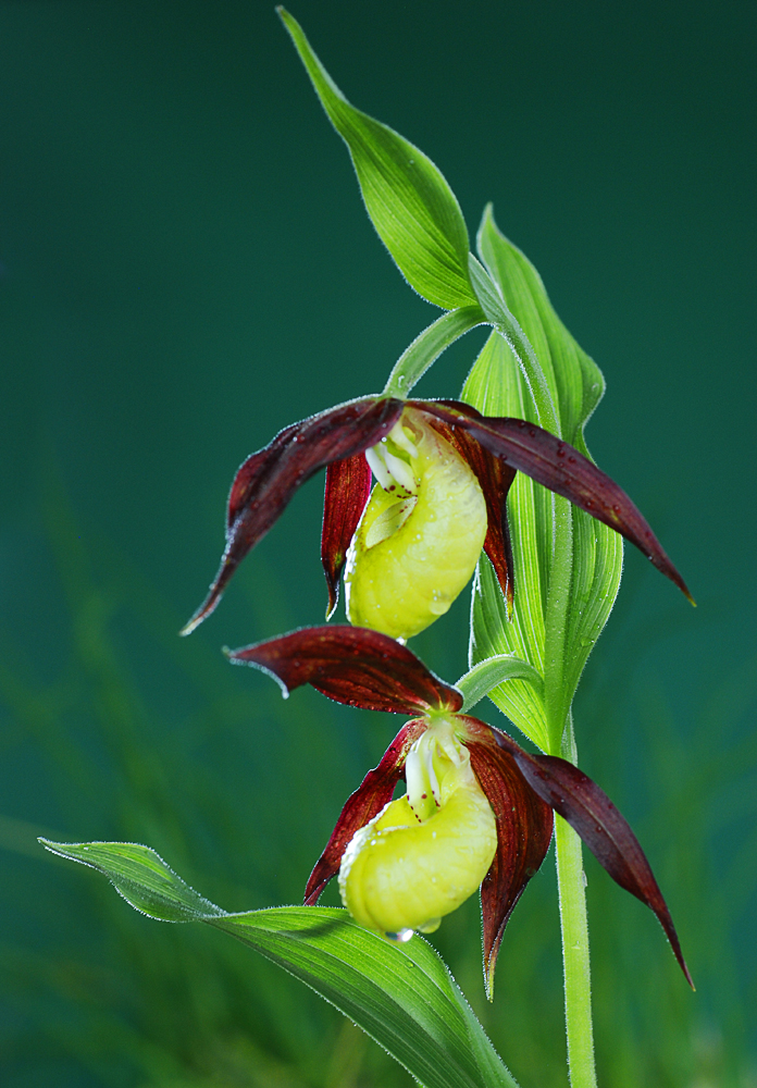 Cypripedium calceolus