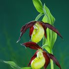 Cypripedium calceolus