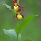 **Cypripedium calceolus**