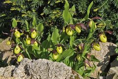 Cypripedium calceolus