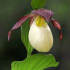  Cypripedium calceolus