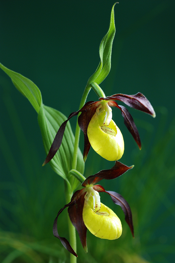 Cypripedium calceolus