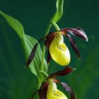 Cypripedium calceolus