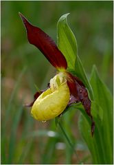 Cypripedium calceolus