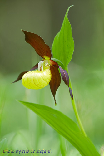 Cypripedium calceolus