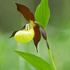 Cypripedium calceolus