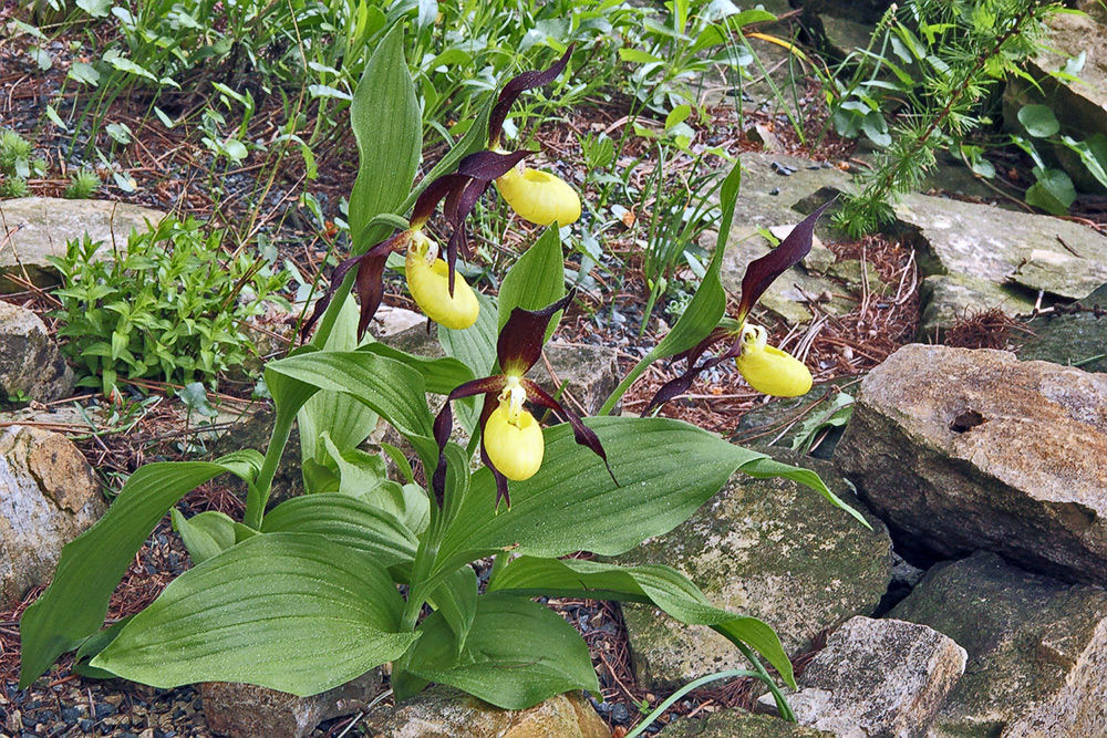 Cypripedium calceolus