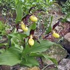 Cypripedium calceolus