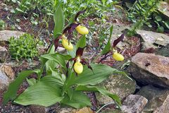 Cypripedium calceolus