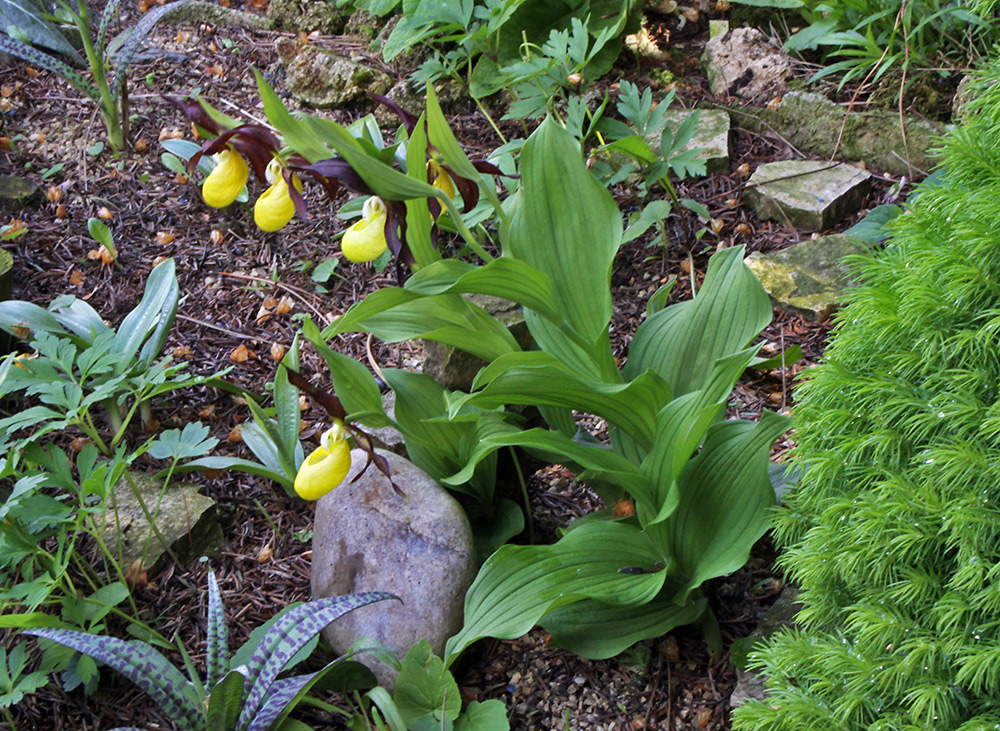 Cypripedium calceolus