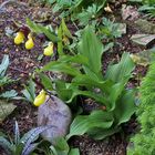 Cypripedium calceolus