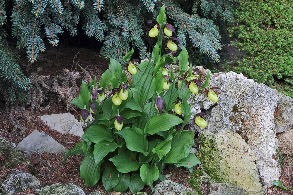 Cypripedium calceolus am 08.05. 12 im Alpinum, wobei ich ...