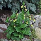 Cypripedium calceolus am 08.05. 12 im Alpinum, wobei ich ...