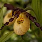 Cypripedium calceolus...