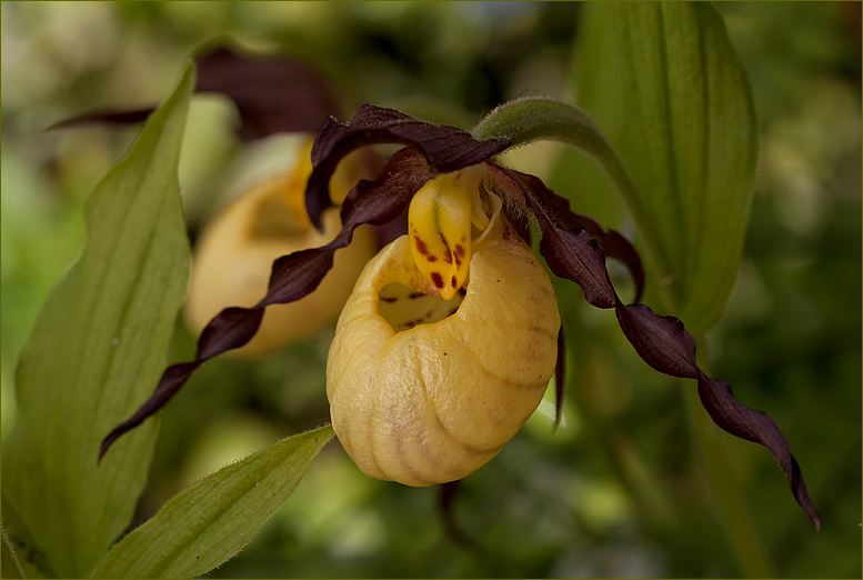 Cypripedium calceolus...